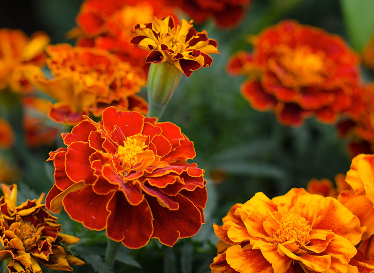 Bright marigold flowers with red and orange petals bloom amidst green foliage in a garden setting.