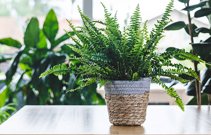 A lush fern sits in a woven basket on a light wooden table, surrounded by other green plants near a sunlit window.