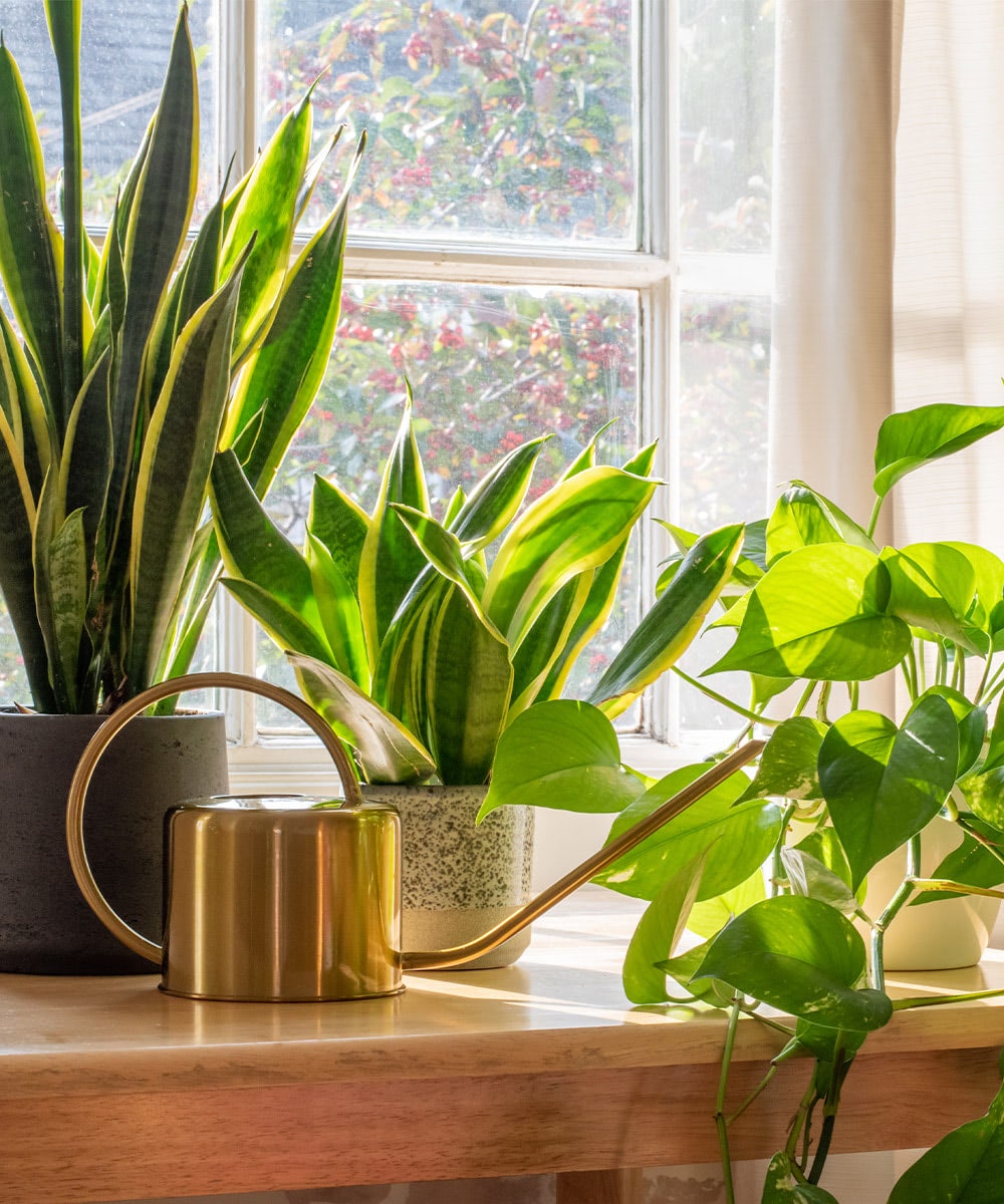 Two different varieties of house plants soak in the sun from a bright windowsill