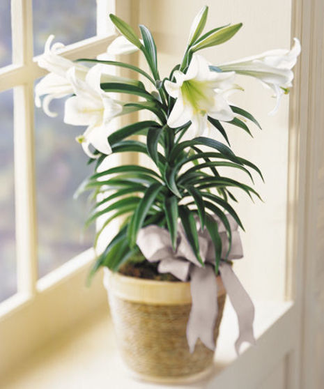 Easter Lily