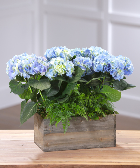 Blue Hydrangea Plants Delivery Atlanta