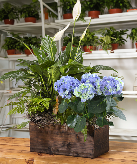 Blooming Hydrangea & Peace Lily Planter