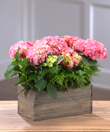 Pink Hydrangea Plants Delivery Atlanta, Carithers Flowers