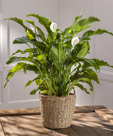 Flowering Peace Lily Plant - Spathiphyllum