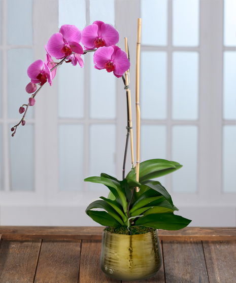 Purple Phalaenopsis Orchid Plant, Carithers Flowers Atlanta