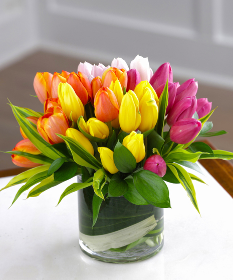 Radiant Spring Tulips