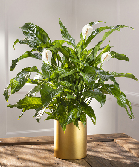 Medium Peace Lily Floor Plant - Upgraded Gold Container