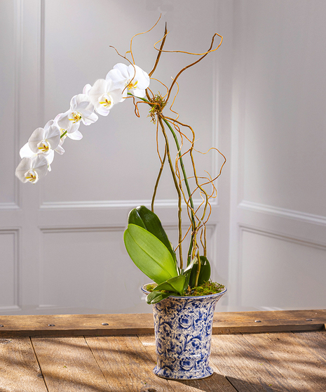 Exotic White Phalaenopsis Orchid - Blue & White Decor Container