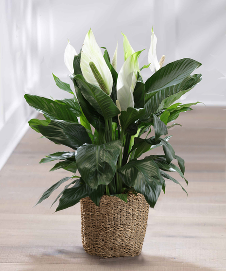 Large Peace Lily Floor Plant - Seasonal Basket