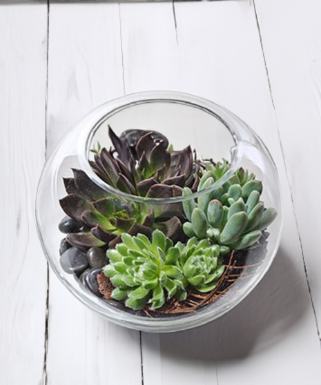 Succulent Garden in Glass